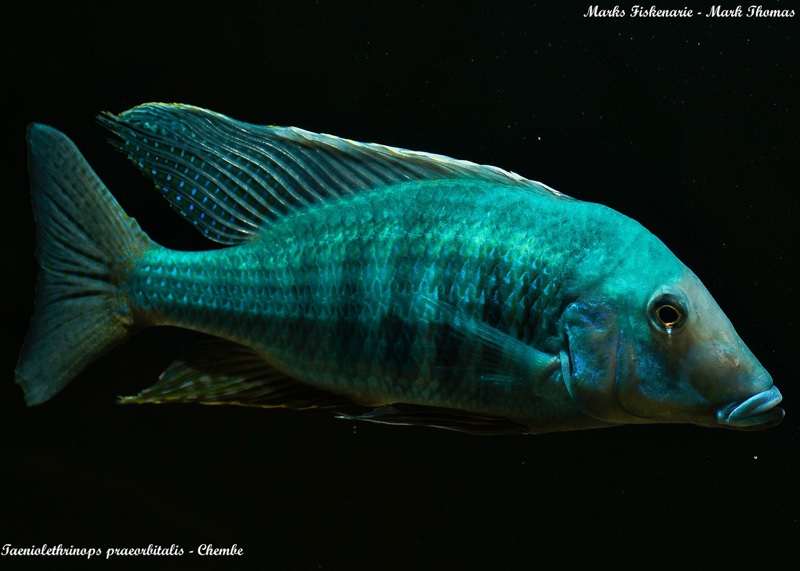 Taeniolethrinops praeorbitalis 'Chembe Beach'